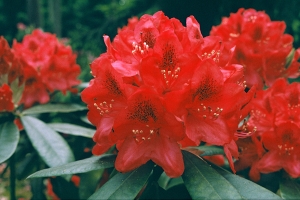 Azalea (Rhododendron) 'Nova Zembla' 